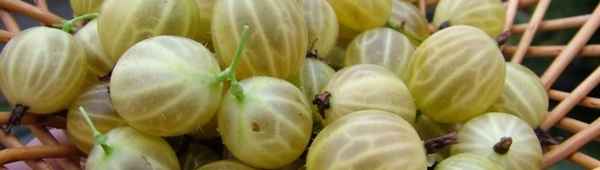 Крыжовник бесшипный сорта Шалун — внешний вид, хаpaктеристики, описание, посадка