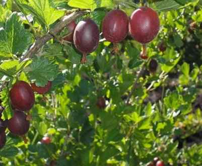 Сорт крыжовника Серенада — внешний вид и основные хаpaктеристики