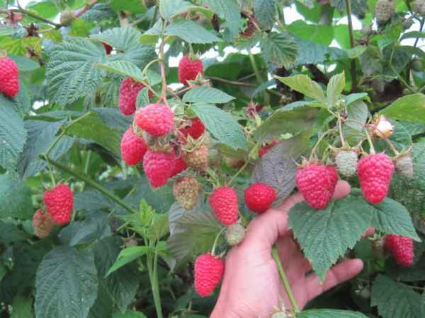 Особенности малины сорта Тадмор