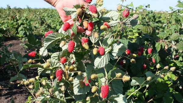 Малина Похвалинка: плюсы и минусы сорта, правила ухода