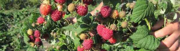 Малина сорта Канадская: история селекции, хаpaктеристика, особенности агротехники