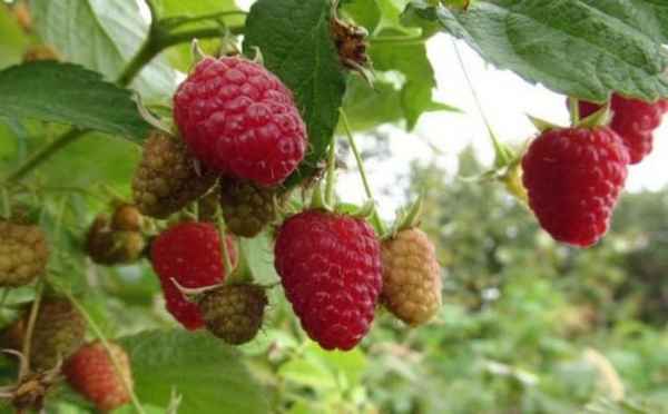 Малина Галактика: хаpaктеристика, особенности выращивания