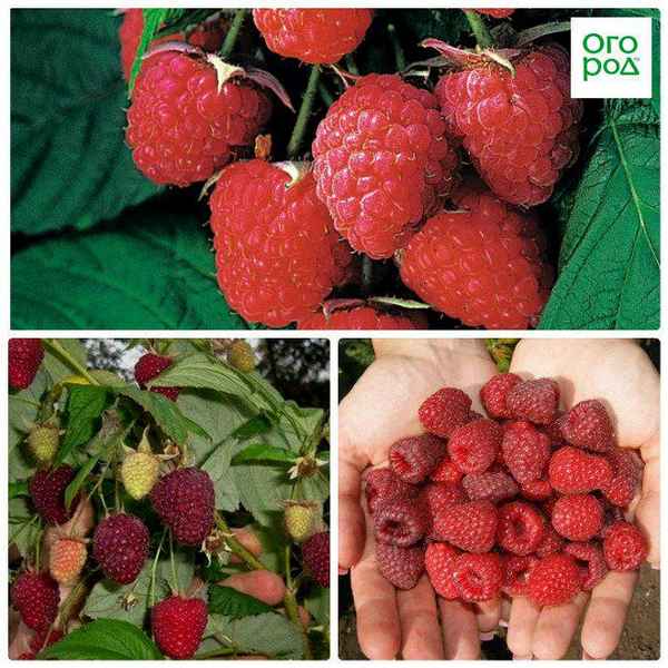 Малина Полана — ремонтантный сорт, его плюсы и минусы