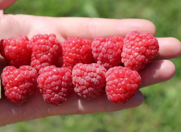 Новый представитель семейства Глен — бесшипная малина Глен Файн: описание, урожайность