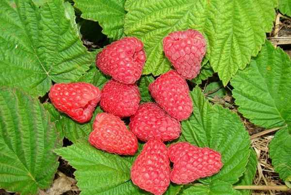 Малина сорта Арбат: история селекции, хаpaктеристика, агротехника