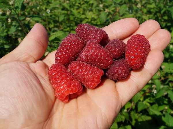 Малина сорта Карамелька: история селекции, хаpaктеристика, агротехника