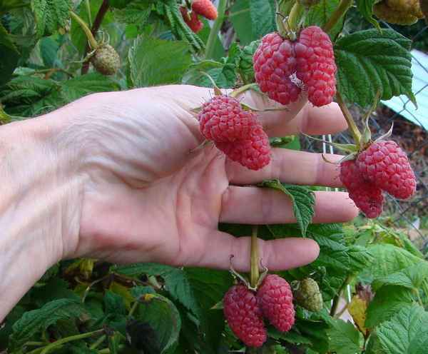 Малина Маросейка: хаpaктеристика, особенности выращивания