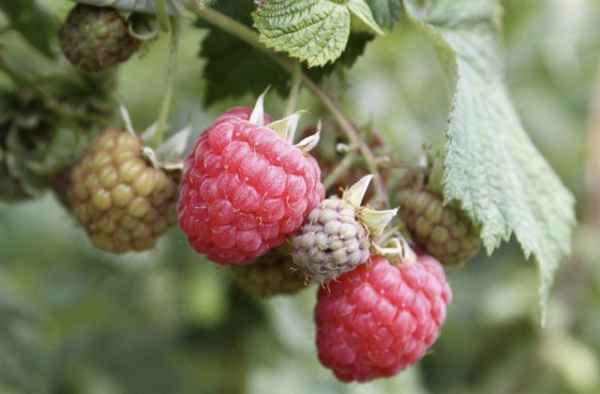 Малина сорта Октавия: хаpaктеристика, особенности агротехники