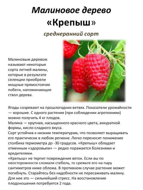 Малина Крепыш: хаpaктеристика, особенности выращивания