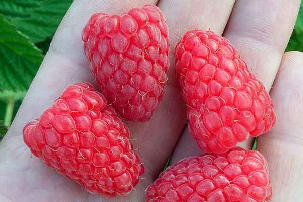 Малина Изобильная — среднеспелый бесшипный сорт: описание