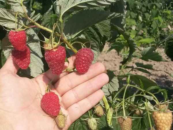 Малина Амира: хаpaктеристика, особенности выращивания