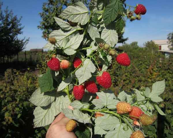 Малина Брусвяна: описание, особенности выращивания