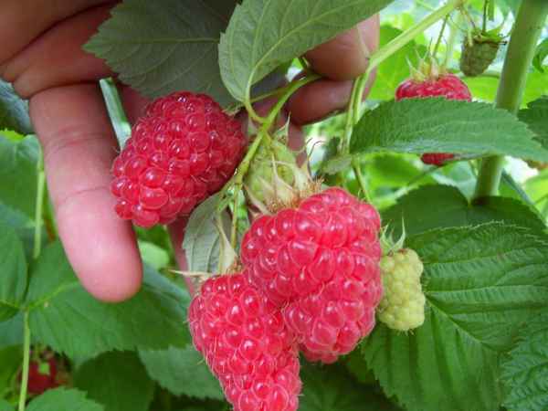 Малина сорта Бригантина: хаpaктеристика, особенности агротехники