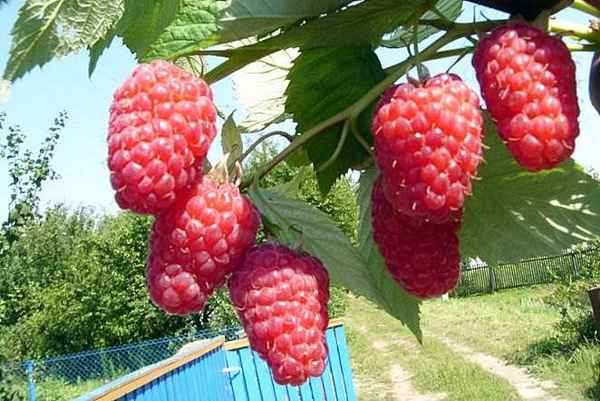 Гигант московский — крупноплодная бесшипная малина: особенности выращивания, урожайность