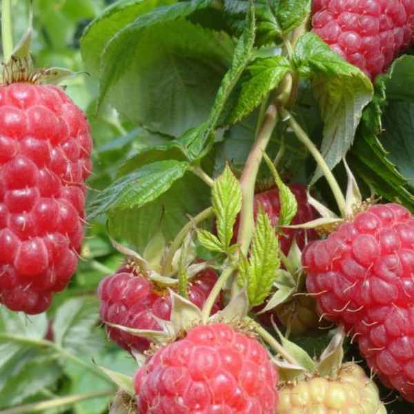 Малина Красная Гвардия — ремонтантная крупноплодная: особенности выращивания, урожайность