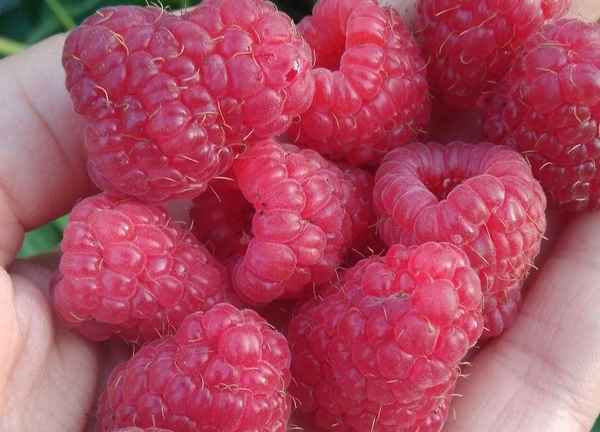 Ранняя ремонтантная малина Кастион: описание, урожайность