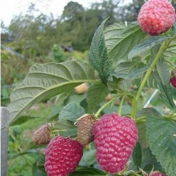 Особенности ремонтантной малины сорта Носорог