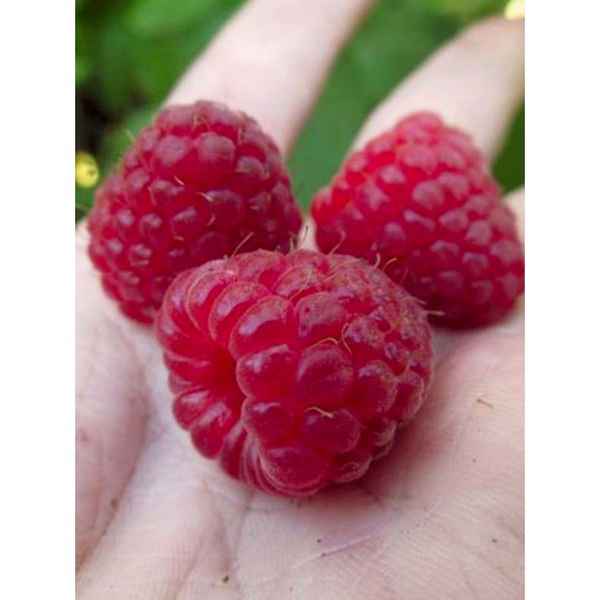 Особенности малины сорта Примара