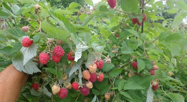 Малина обыкновенная Прелесть: основные хаpaктеристики, отзывы