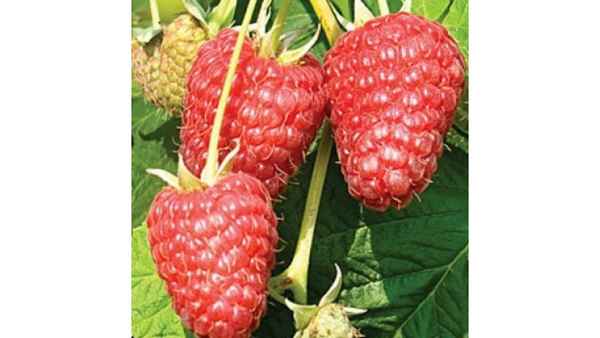 Сорт малины Солнышко: преимущества и недостатки, показатели урожайности