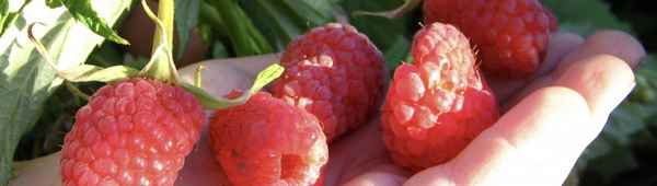 Ранняя штамбовая малина Сказка: хаpaктеристики, урожайность, агротехника