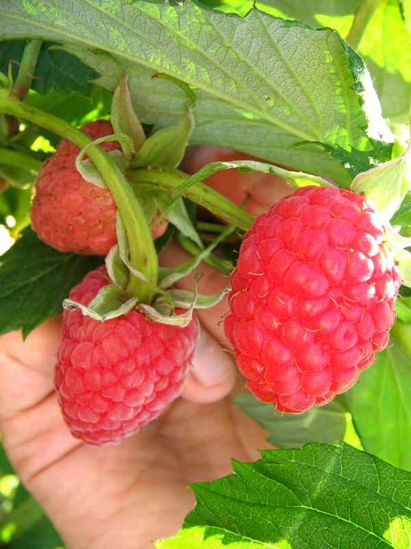 Столешник: плюсы и минусы сорта малины, вкусовые свойства, правила ухода