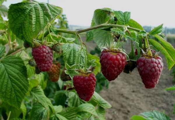 Малина Туламин: плюсы и минусы сорта, правила ухода, урожайность