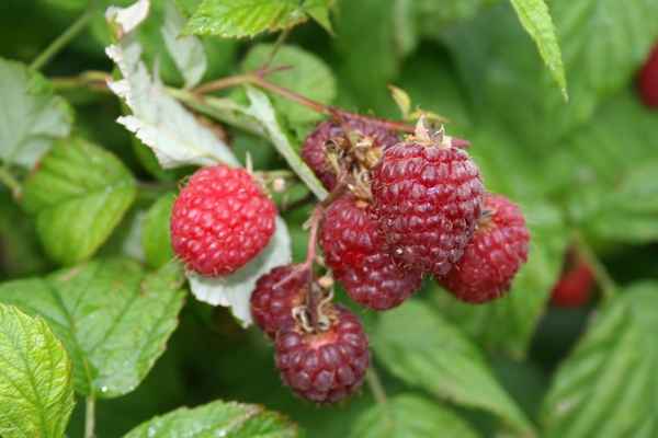 Малина Вилламетте (Willamette): особенности, урожайность