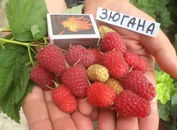 Ремонтантная малина Зюгана: сорт-тутаймер, урожайность с куста