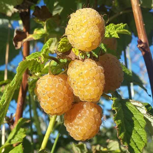 Малина Золотая осень: хаpaктеристика, особенности выращивания