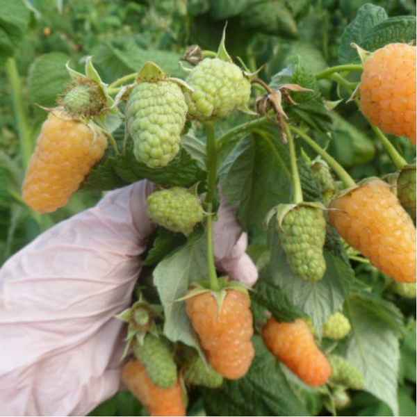 Жёлтый пингвин — штамбовая ремонтантная малина: особенности