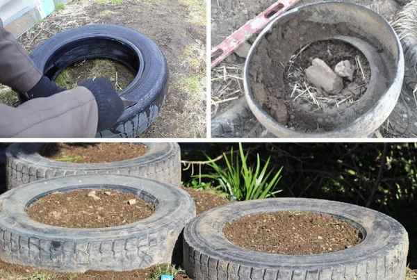 Как правильно вырастить малину в старых шинах (колёсах): секреты успеха