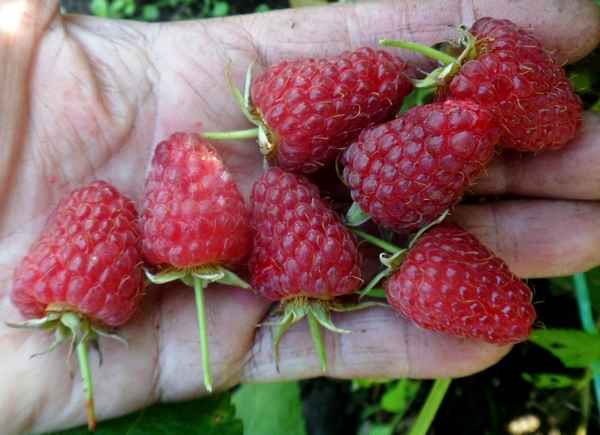 Особенности крупноплодной малины Терентий