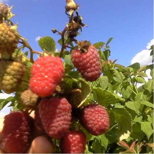 Малина сорта Эрика: хаpaктеристика, особенности агротехники