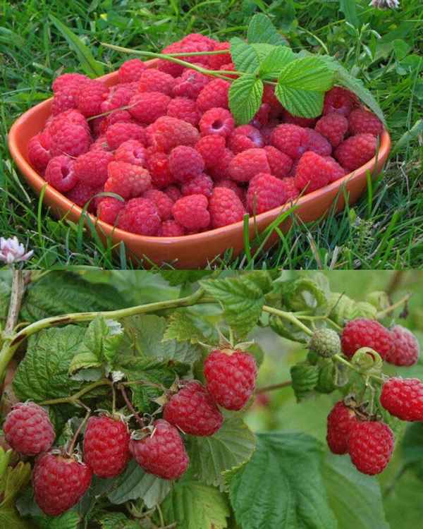 Малина Киржач: хаpaктеристика, особенности выращивания