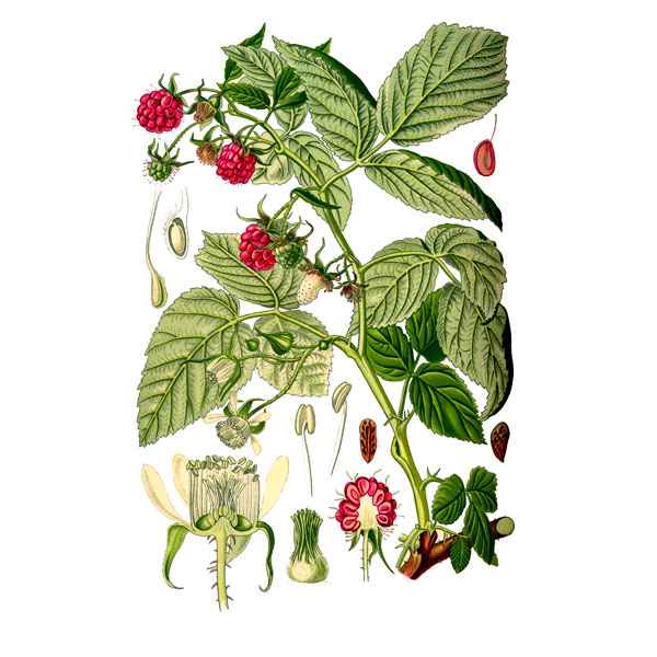 Малина лесная дикорастущая: ботаническое описание, применение