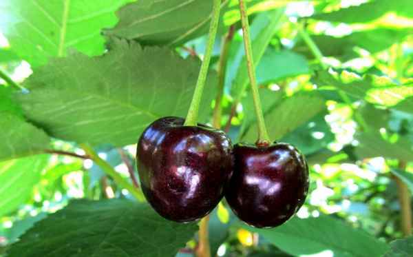 Сорт черешни Кордия: описание, посадка и уход