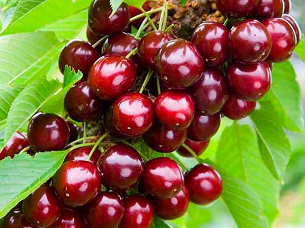 Особенности посадки и ухода за черешней Сабрина