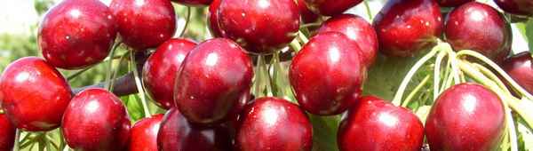 Особенности посадки черешни Хелена и ухода за ней