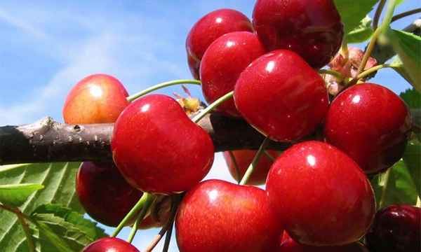 Особенности посадки и ухода за черешней сорта Франц Иосиф