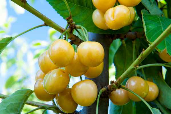 Особенности сорта черешни Дрогана Жёлтая