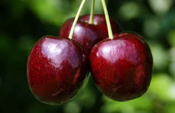 Особенности выращивания черешни Лапинс и ухода за ней