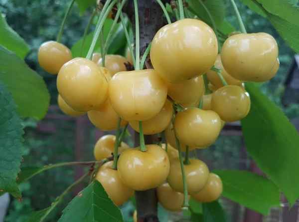 Особенности сорта черешни Дачница