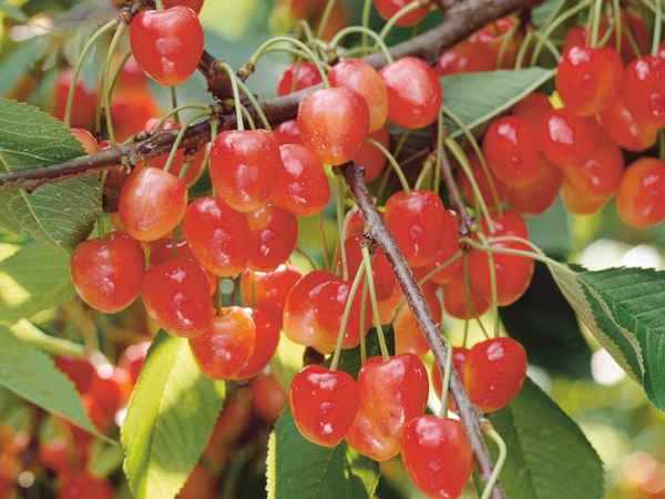 Особенности ухода и выращивания черешни сорта Орловская янтарная