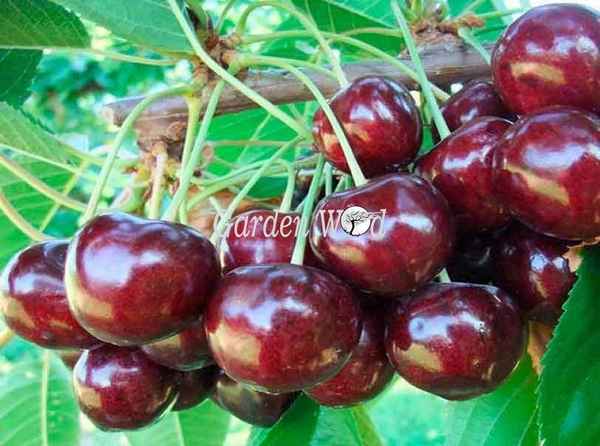 Особенности посадки и ухода за черешней Василиса