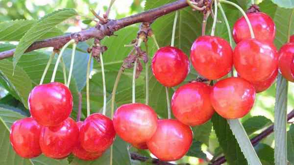 Особенности посадки и ухода за черешней сорта Брянская Розовая