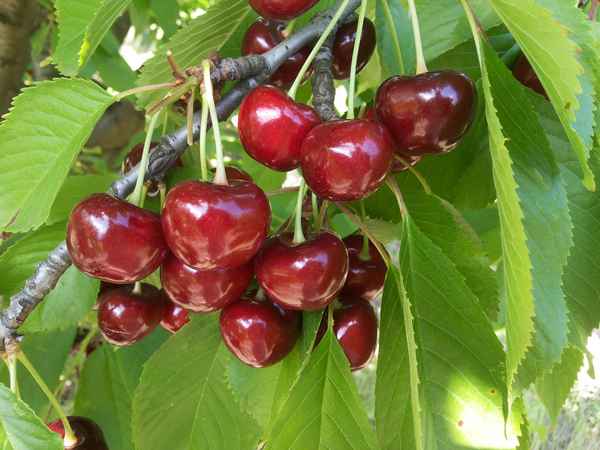 Особенности посадки черешни сорта Ярославна и ухода за ней