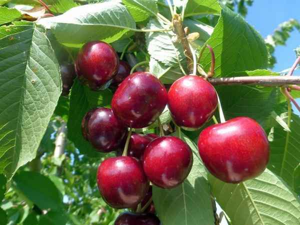 Черешня сорта Приусадебная: описание, особенности посадки и ухода
