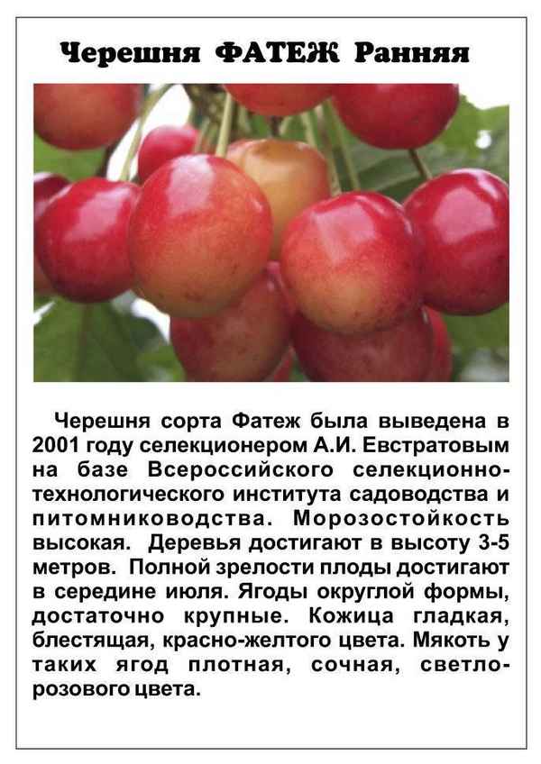 Особенности посадки и ухода за черешней сорта Юлия