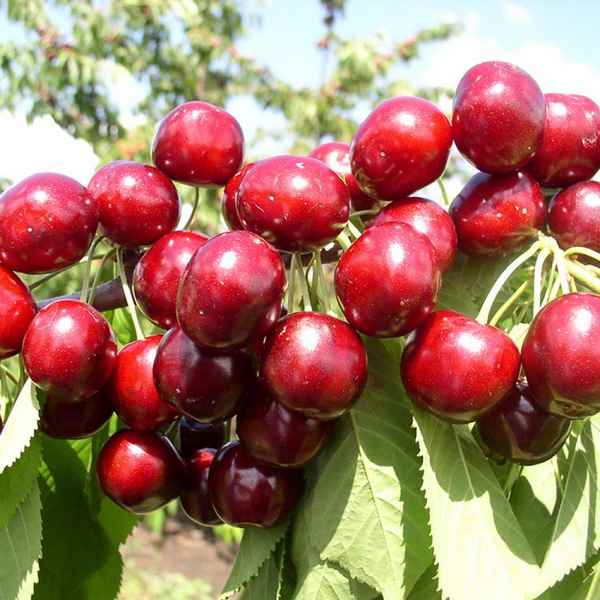 Особенности посадки и ухода за черешней Сильвия